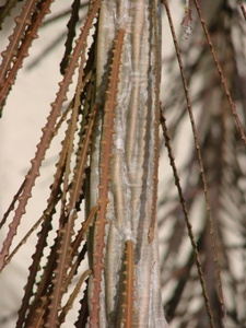 Pseudopanax ferox (Lancewood)