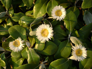 Pachystegia insiginis (Marlborough Rock Daisy)