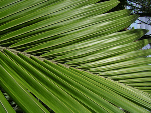 Rhopalostylis sapida (Nikau)