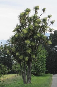 Cordyline australis (Cabbage Tree)