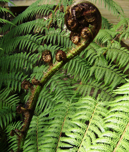 Cyathea medullaris (Mamaku)